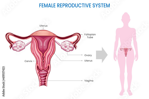 The female reproductive system includes organs such as ovaries, fallopian tubes, uterus, and vagina, facilitating reproduction, hormone production, and menstruation. photo