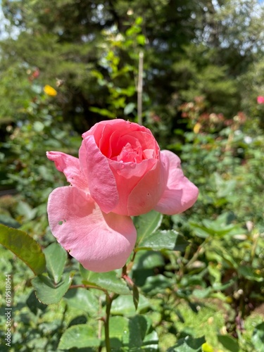pink rose in garden