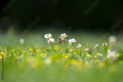 a honey bee on white clover in the sunshine