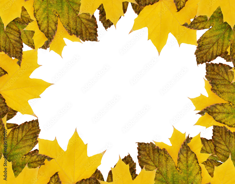 Autumn maple leaves in a seasonal frame isolated on white or transparent background Autumn maple leaves in a seasonal frame isolated on white or transparent background