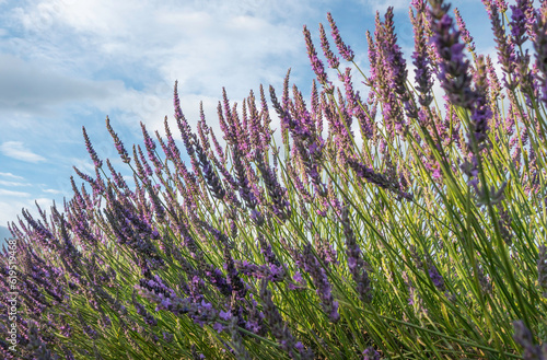 Fleurs de lavandes en  gros plan sur le plateau de Valensole  en Provence  Sud de la France.