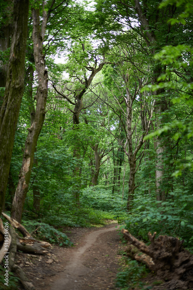 Fototapeta premium Trees in the forest
