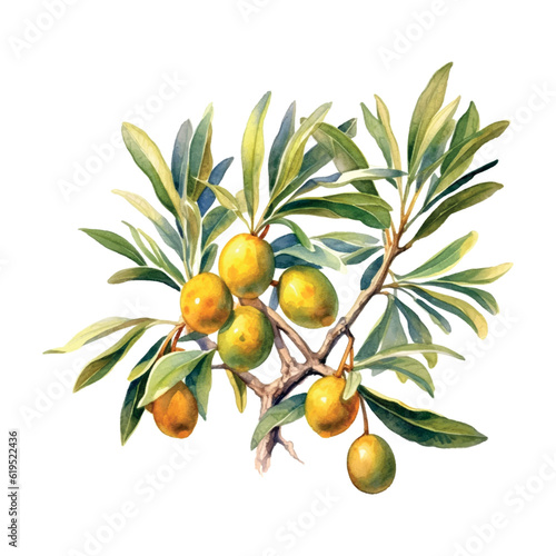 Argan branch watercolor in vintage style on white background.