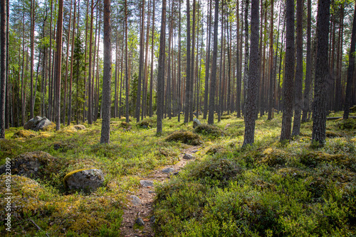 small path going through beautiful green pine tree forest
