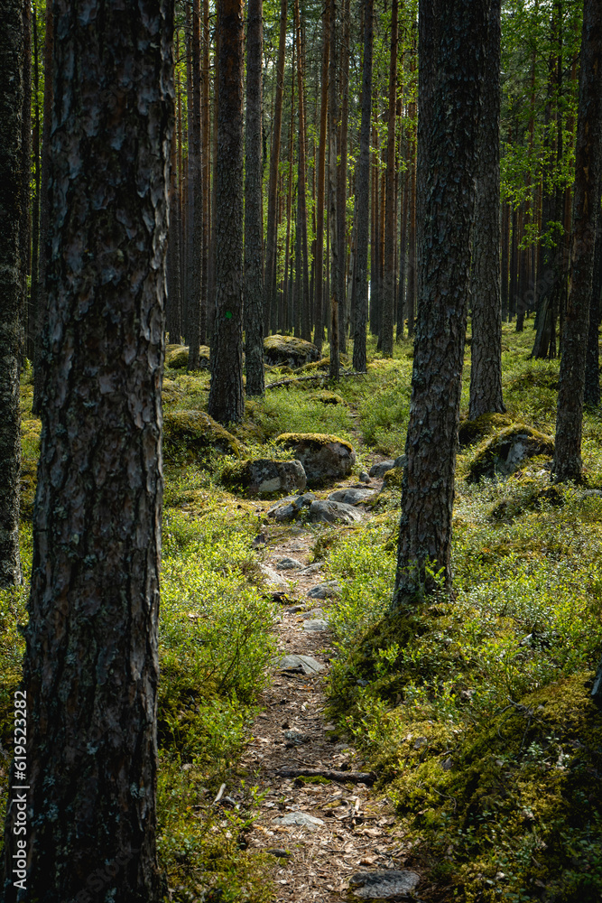 Obraz premium small path going through beautiful green pine tree forest