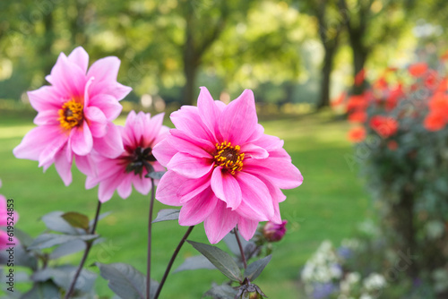 Photos Pink peony-flowered Dahlias in garden