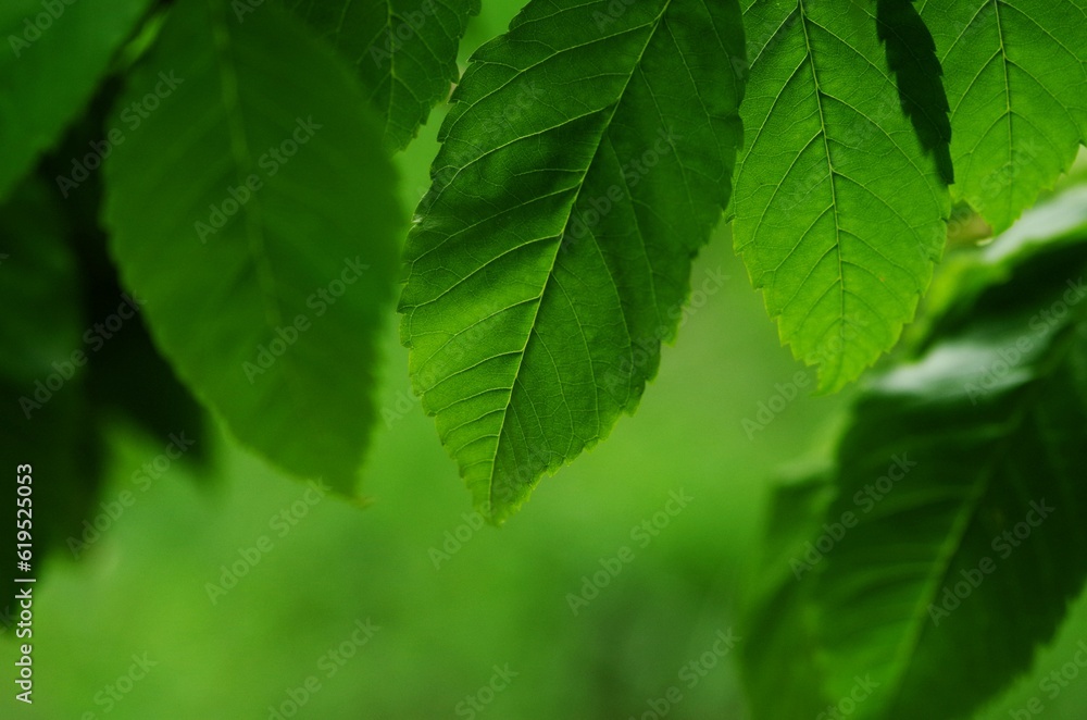 green leaves background on a sunny day with selective focus and shallow depth of field green leaves background on a sunny day with selective focus and shallow depth of field