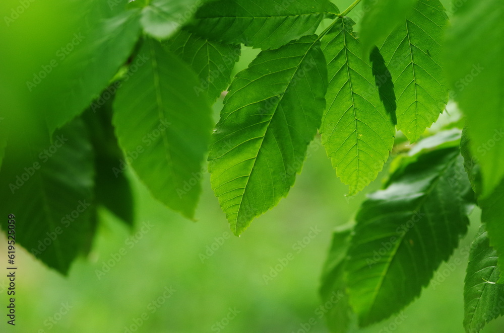 green leaves background on a sunny day with selective focus and shallow depth of field green leaves background on a sunny day with selective focus and shallow depth of field