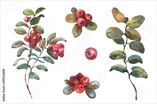 Watercolor vector illustration of Cranberry. Red Lingonberry with green leaves. Botanical hand painted illustration of forest plant