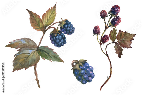 Set of blackberries on a branch. Watercolor Berry, vector illustration