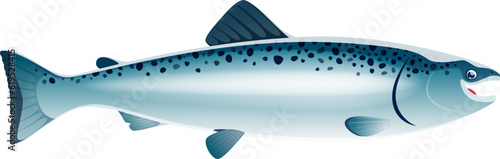 Cartoon salmon fish sea animal with sleek body, vibrant coloration, and remarkable ability to swim against strong currents during its annual migration. Isolated vector wildlife creature side view