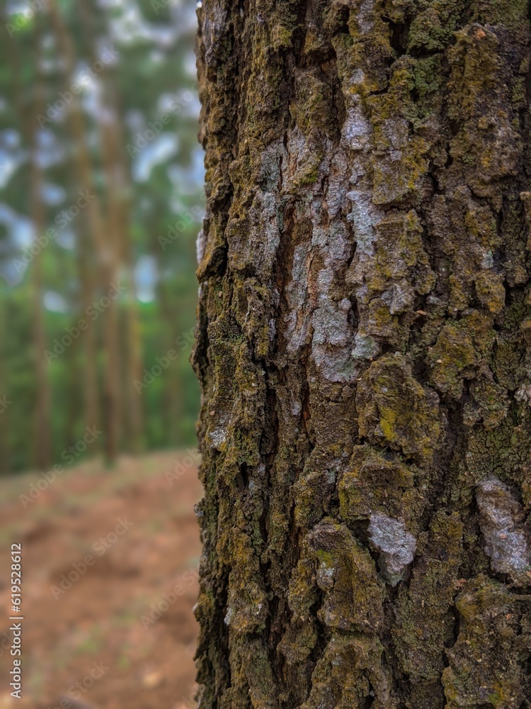 Bark textures of pine trees on close up Bark textures of pine trees on close up
