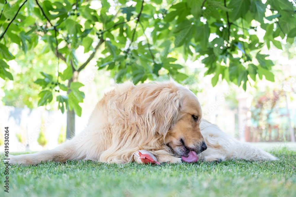 Gorgeous specimen of golden retriever dog. Relaxed in the garden he is cleaning a paw with his tongue.
