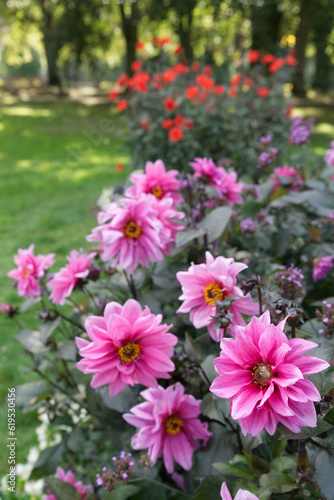 Pink peony-flowered Dahlias in garden