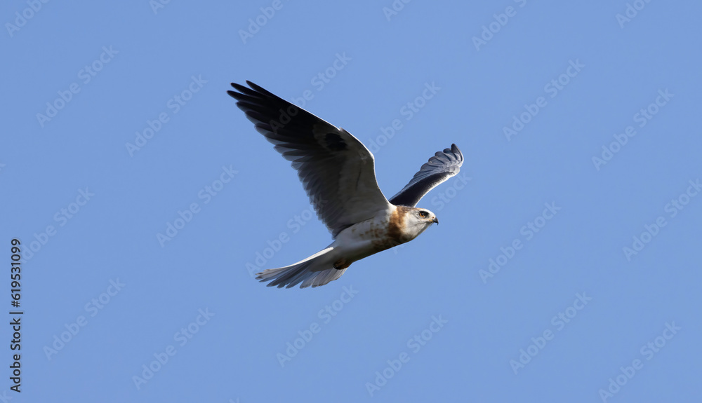 Obraz premium A White Tailed Kite in flight