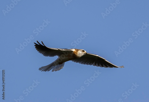 A White Tailed Kite in flight © Robert