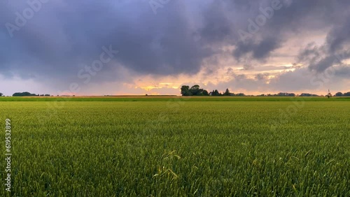 Getreidefeld