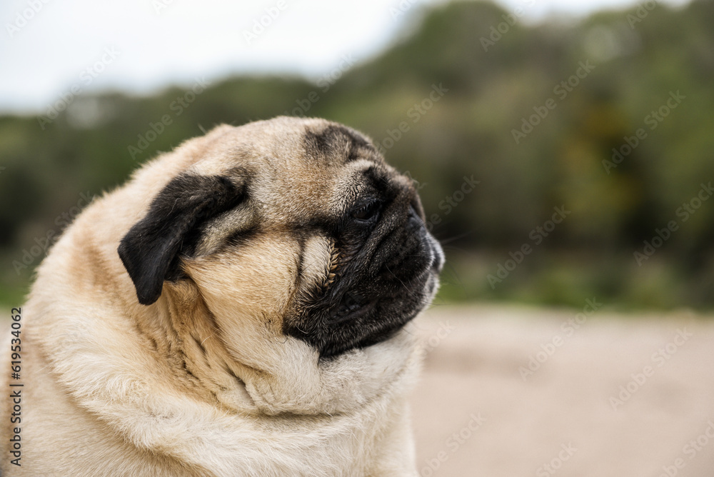 pug dog portrait