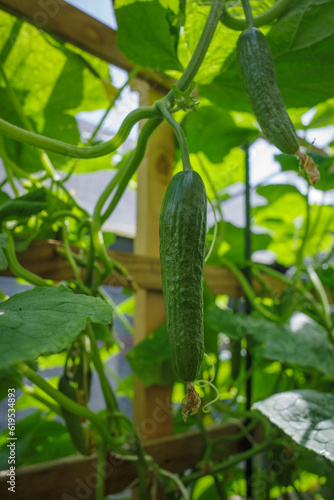 green cucumbers hanging on tomato plant in greenhouse