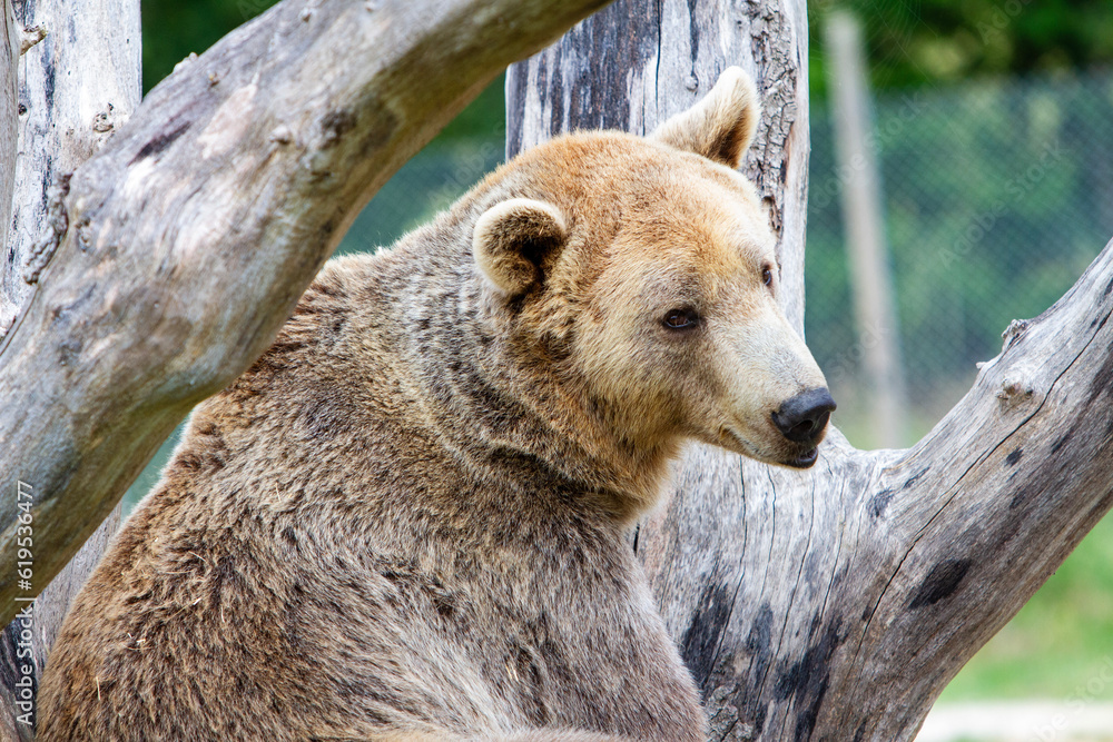 Obraz premium brown bear