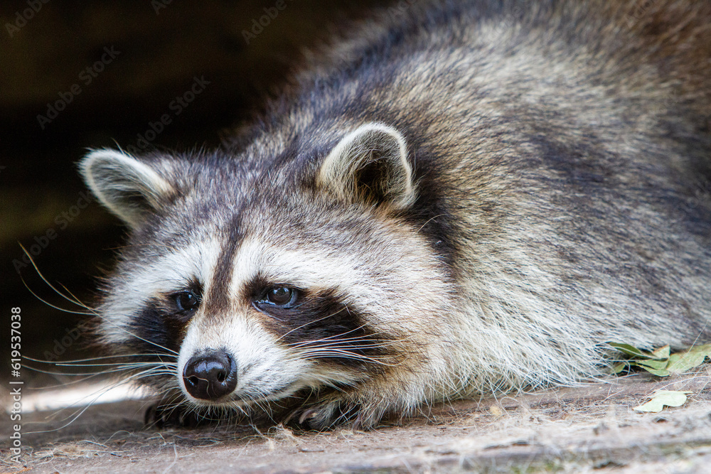 raccoon in the zoo raccoon in the zoo