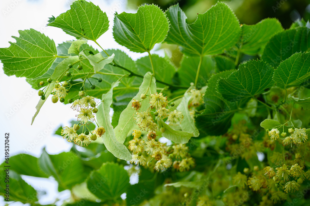 Blooming linden tree with leaves on a green natural background Blooming linden tree with leaves on a green natural background
