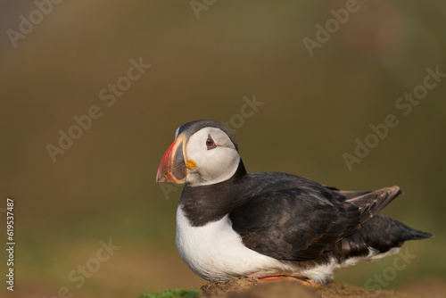 Atlantic puffin (Fratercula arctica) on the cliffs of Skomer Island off the coast of Pembrokeshire in Wales, United Kingdom © JeremyRichards