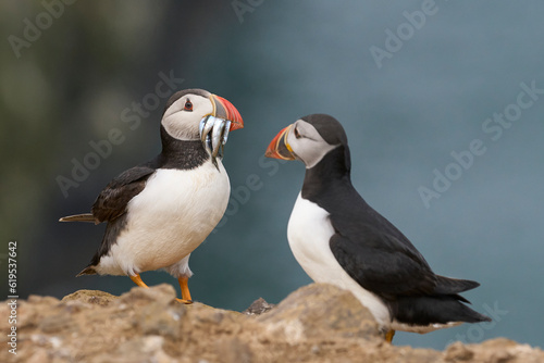 Puffin (Fratercula arctica) carrying small fish in its beak to feed its chick on Skomer Island off the coast of Pembrokeshire in Wales, United Kingdom © JeremyRichards