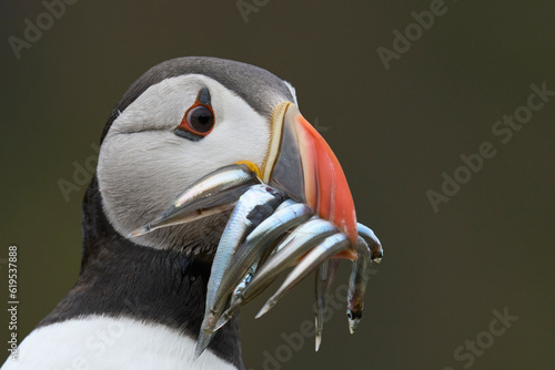 Slika na platnu Puffin (Fratercula arctica) carrying small fish in its beak to feed its chick on