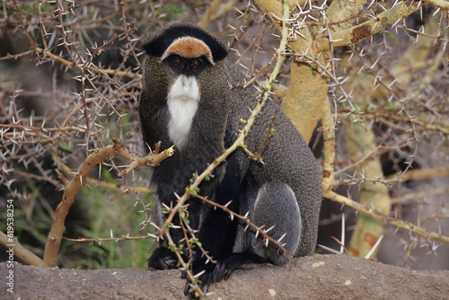Photography De Brazza's monkey
