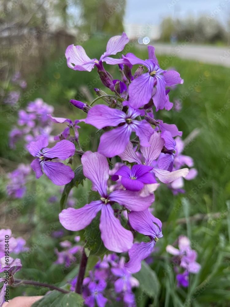 Obraz premium flowers in the garden