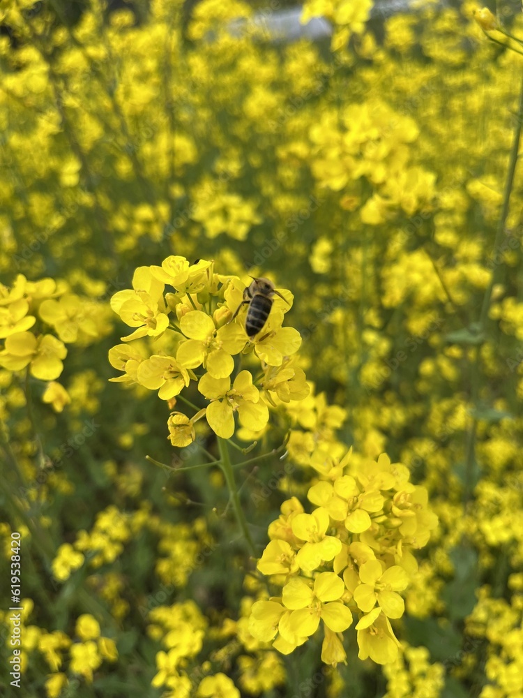bee on flowers bee on flowers