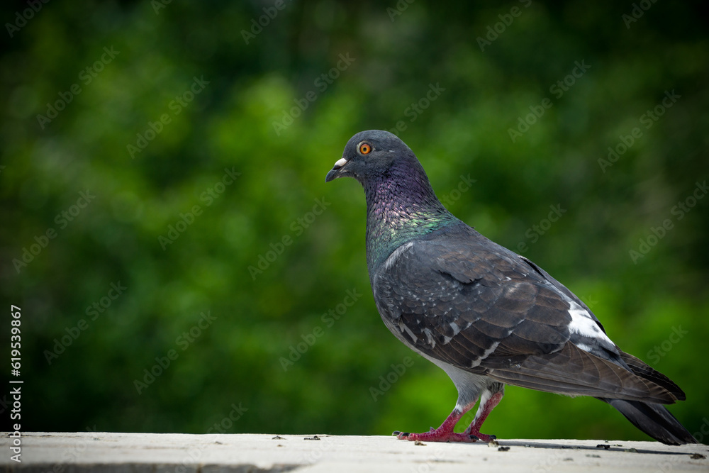 Grey Pigeon Close Up Posing on the Railing of a Stone Bridge with a Background of Defocused Trees. Birds Concept Grey Pigeon Close Up Posing on the Railing of a Stone Bridge with a Background of Defocused Trees. Birds Concept