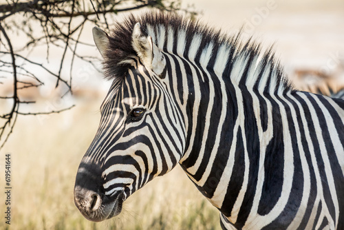Close up image of a zebra  Equus quagga  or Equus burchellii in the shade beneath a tree.