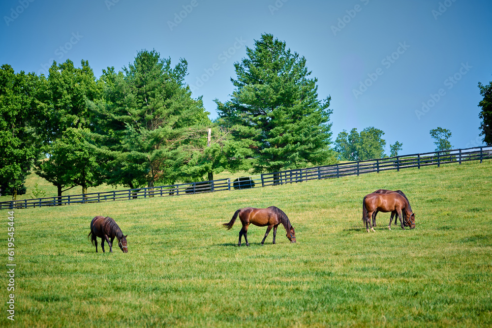 Horses grazing in a field in Central Kentucky.