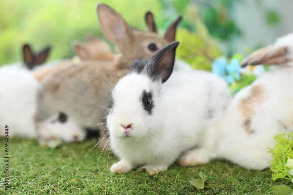 Cute little rabbit on green grass with natural bokeh as background during spring. Young adorable bunny playing in garden. Lovely pet at park Cute little rabbit on green grass with natural bokeh as background during spring. Young adorable bunny playing in garden. Lovely pet at park