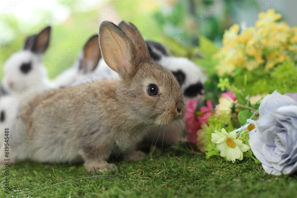 Cute little rabbit on green grass with natural bokeh as background during spring. Young adorable bunny playing in garden. Lovely pet at park Cute little rabbit on green grass with natural bokeh as background during spring. Young adorable bunny playing in garden. Lovely pet at park