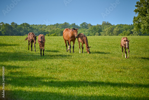 A mare and four foals walking in a field.