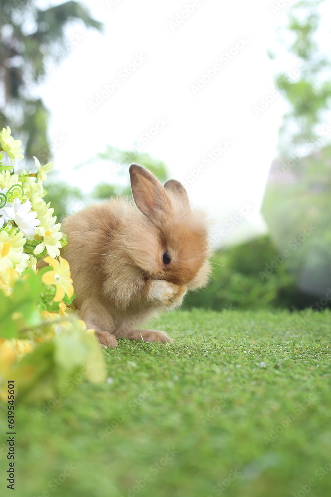 Cute little rabbit on green grass with natural bokeh as background during spring. Young adorable bunny playing in garden. Lovely pet at park Cute little rabbit on green grass with natural bokeh as background during spring. Young adorable bunny playing in garden. Lovely pet at park