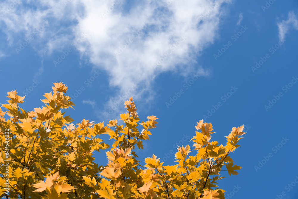 Colorful autumn leaves against blue sky. High quality photo Colorful autumn leaves against blue sky. High quality photo