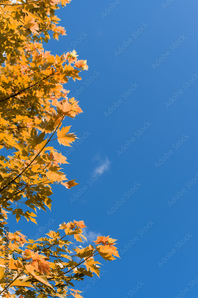 Colorful autumn leaves against blue sky. High quality photo Colorful autumn leaves against blue sky. High quality photo