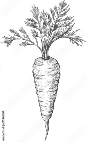 Carrot engraved sketch