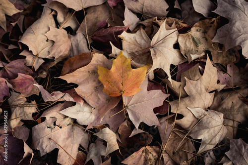 autumn leaves in the forest