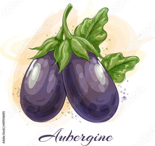 Eggplant watercolor drawing