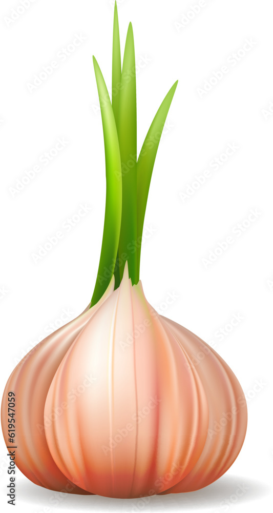 Fresh garlic 3d image