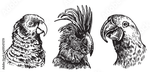Graphical set of  parrots isolated on white,vector element of bird.Ink pen parrots