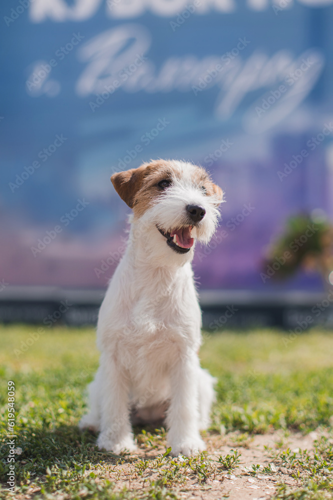 jack russell terrier sitting on the grass