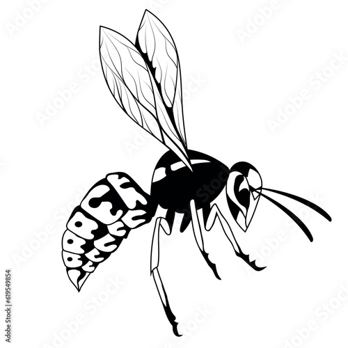 Wasp. Vector illustration of a sketch hornet or bee. Dangerous striped insect photo