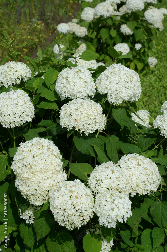 Hydrangea paniculata - weiß blühend - Rispenhortensie Hydrangea paniculata - weiß blühend - Rispenhortensie