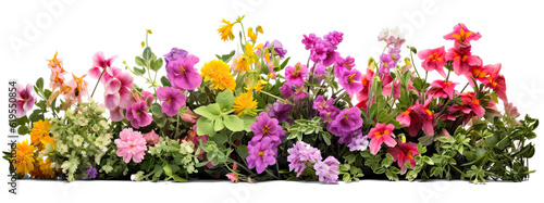 bush of flowers on transparent background, png photo